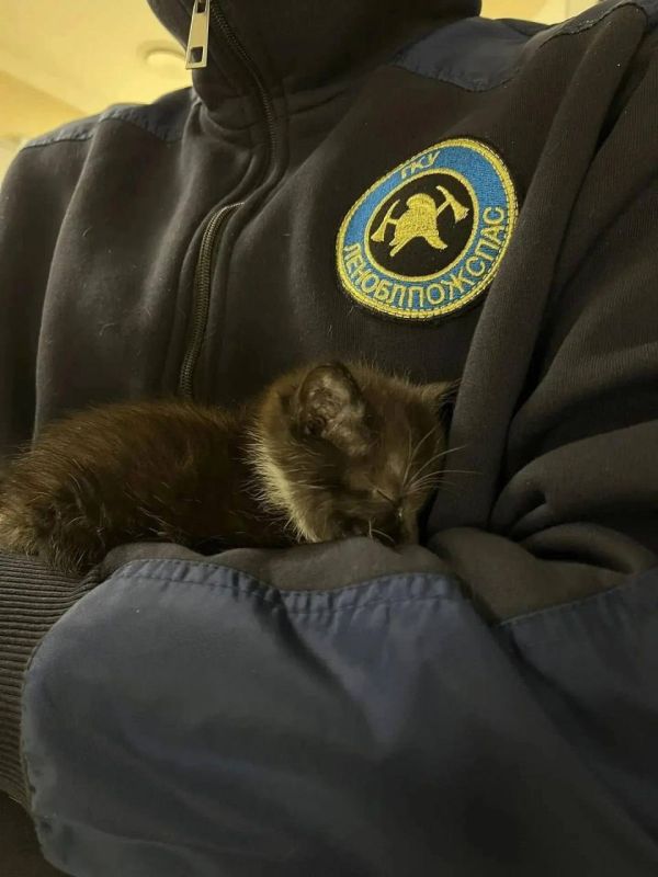 13 кошек спасли из горящего дома в Гатчинском округе
