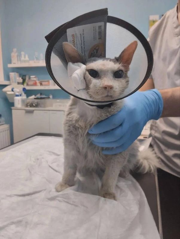 13 кошек спасли из горящего дома в Гатчинском округе 13 кошек спасли из горящего дома в Гатчинском округе