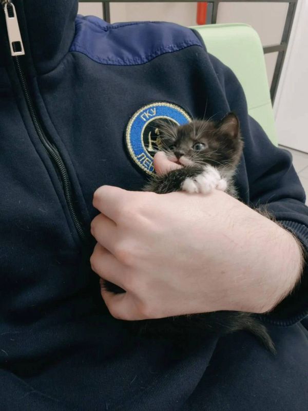 13 кошек спасли из горящего дома в Гатчинском округе 13 кошек спасли из горящего дома в Гатчинском округе