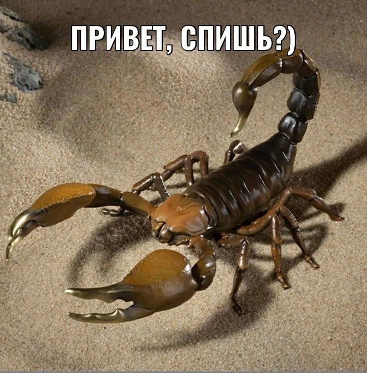 Скорпион ужалил петербурженку, когда она мыла фрукты, привезённые из Таиланда