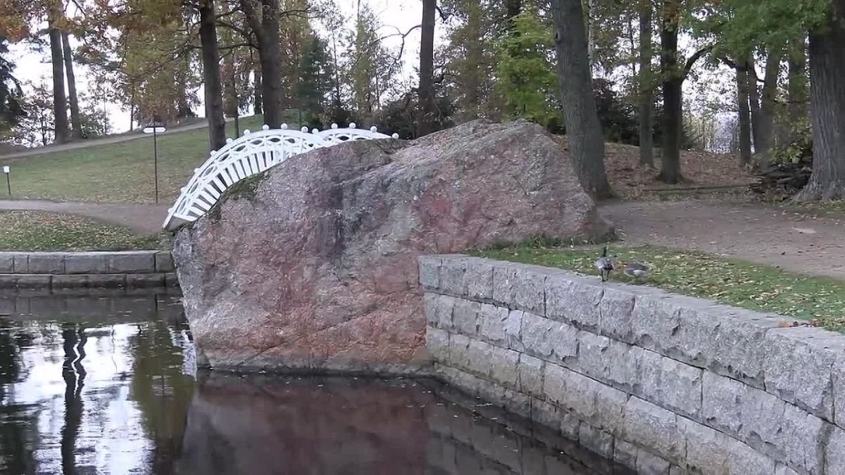 В Монрепо заметили пару белощеких казарок