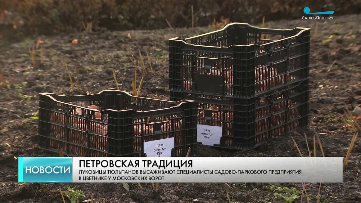 Луковицы тюльпанов высаживают специалисты садово-паркового предприятия в цветнике у Московских ворот