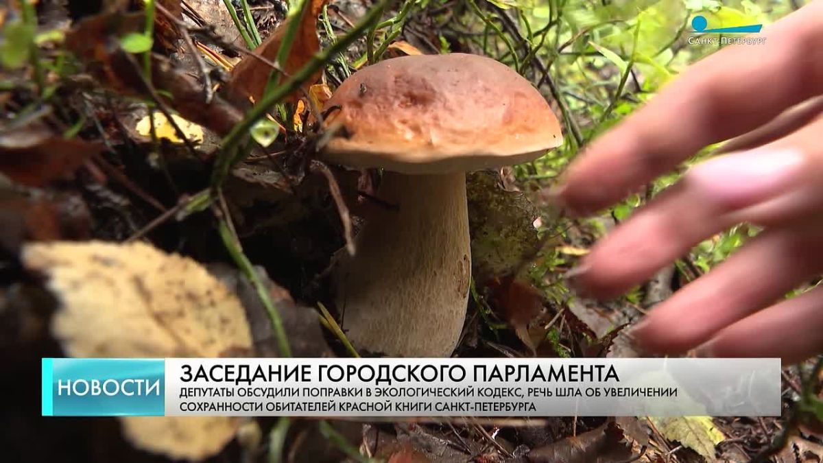 Индивидуальные парковочные места для инвалидов, трудоустройство ветеранов СВО и расширение возможностей материнского капитала