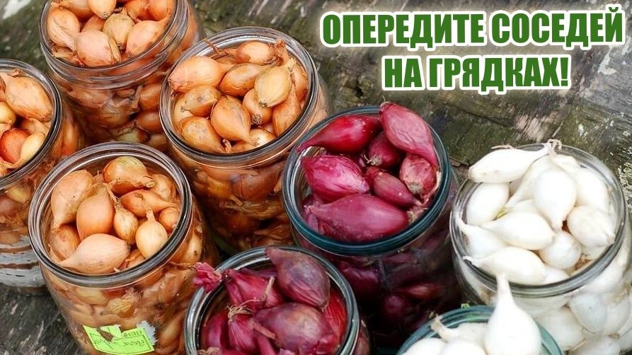 Озимый лук: секреты раннего урожая и легкого ухода