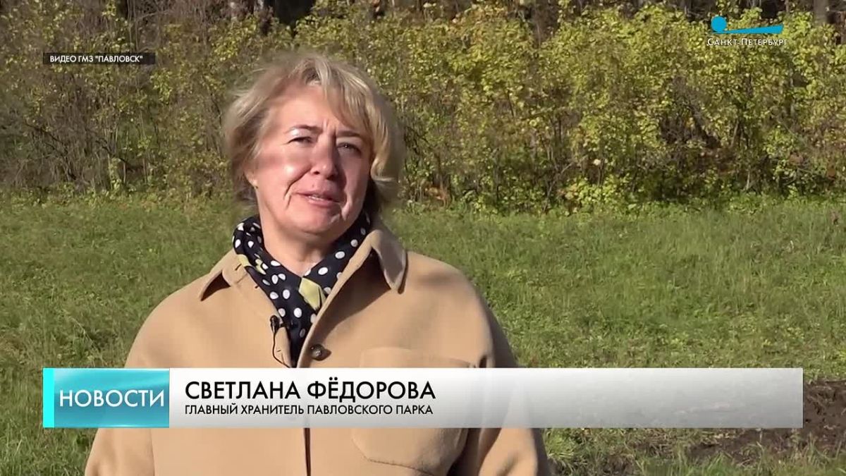 В Павловске на месте утраченного дуба-старожила посадили новое дерево
