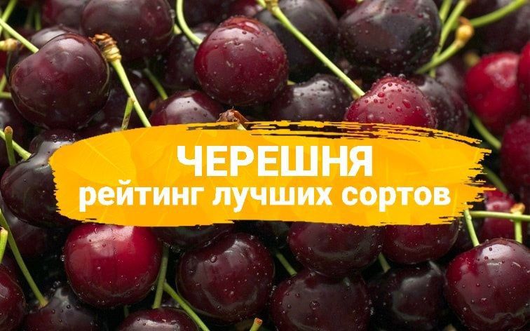 Черешня: как выбрать идеальный сорт для своего сада