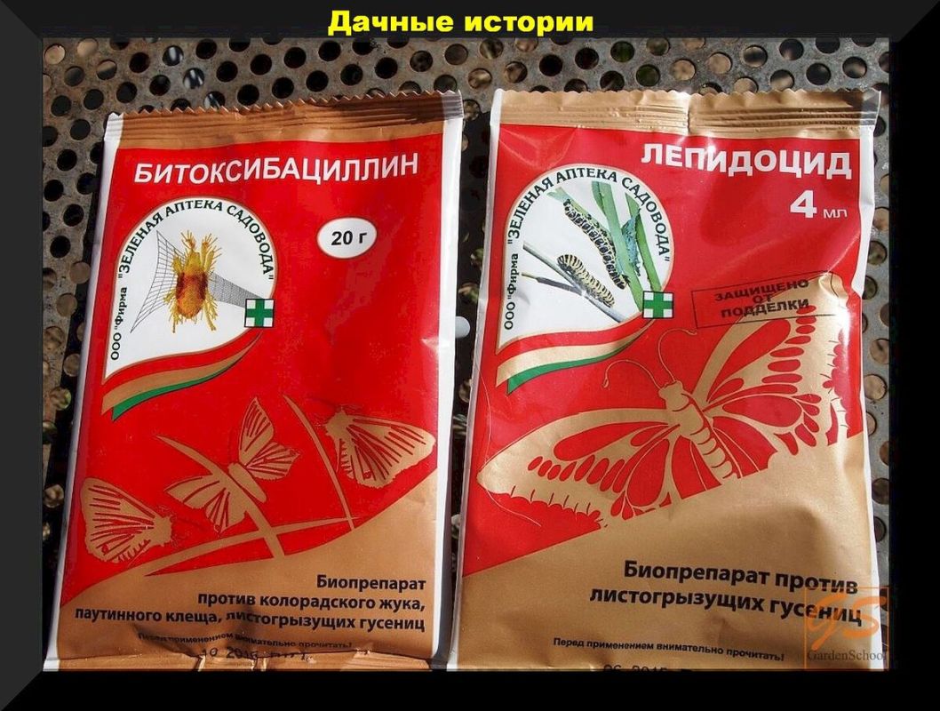 Эффективные методы борьбы с вредителями на дачном участке