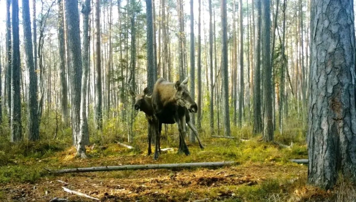 В Ленобласти запечатлели маму-лосиху с подросшим малышом