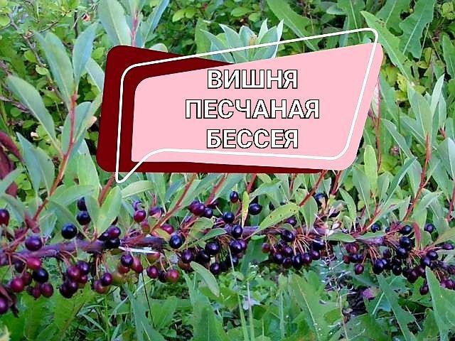 Уникальная вишня Бессея: идеальный выбор для вашего сада