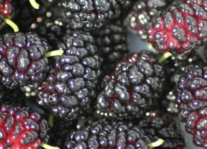 Шелковица: Дерево с Блокбастером Вкуса и Культурным Наследием