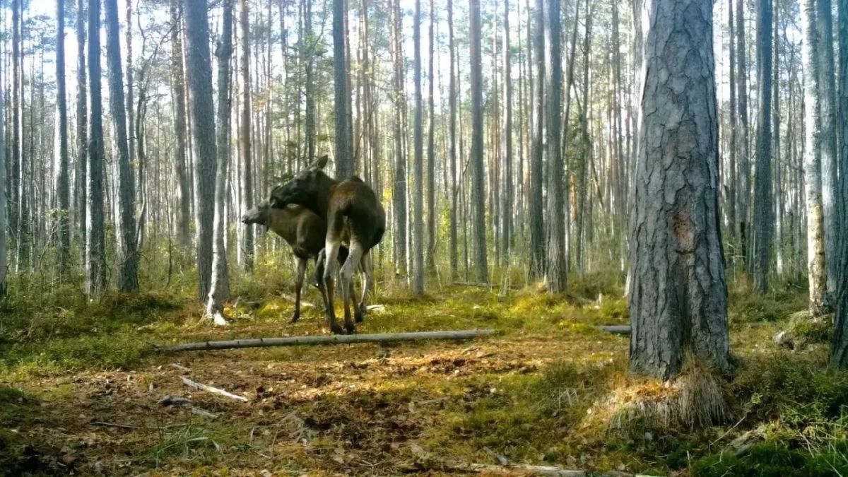 В Ленобласти запечатлели маму-лосиху с подросшим малышом В Ленобласти запечатлели маму-лосиху с подросшим малышом