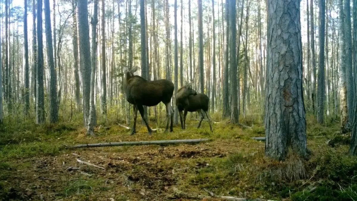В Ленобласти запечатлели маму-лосиху с подросшим малышом В Ленобласти запечатлели маму-лосиху с подросшим малышом