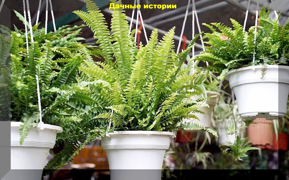 Комнатные растения: как выбрать самые выносливые из них
