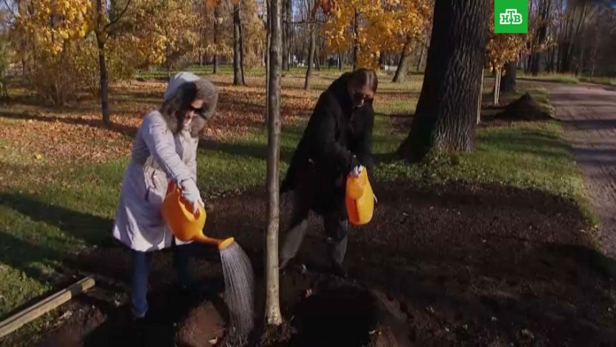 В музее-заповеднике «Царское Село» сегодня высадили 2щ дубов и одну черемуху Маака