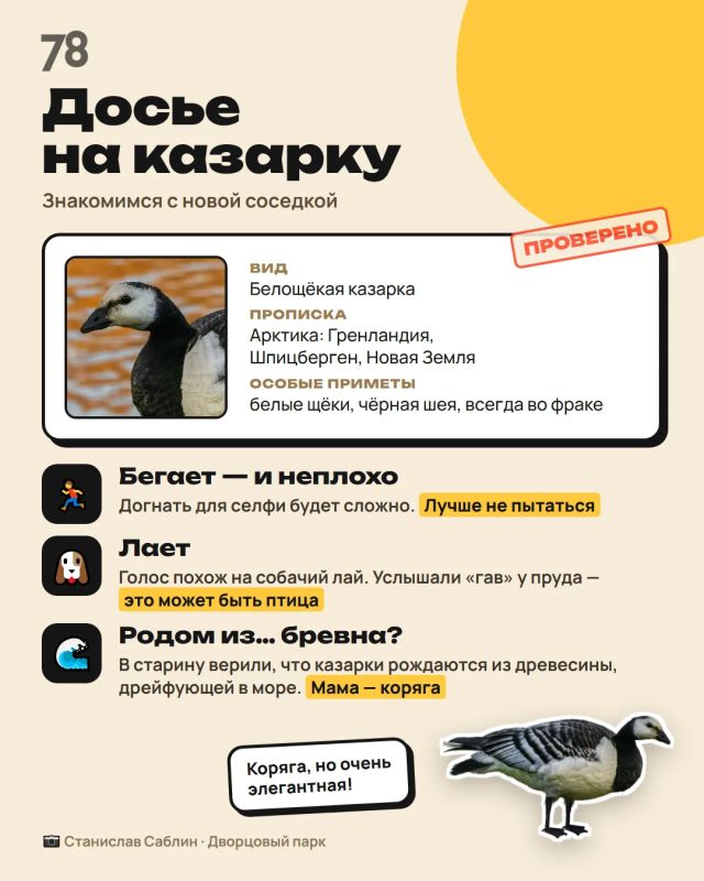 Необычную пернатую и гавкающую особу заметили в Дворцовом парке Гатчины Необычную пернатую и гавкающую особу заметили в Дворцовом парке Гатчины