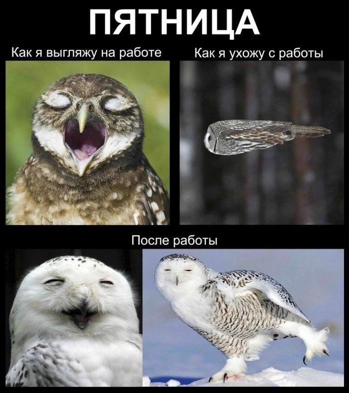Мем-прогноз на 30 октября: Чего ожидать от сегодняшнего дня? Смотри на фото