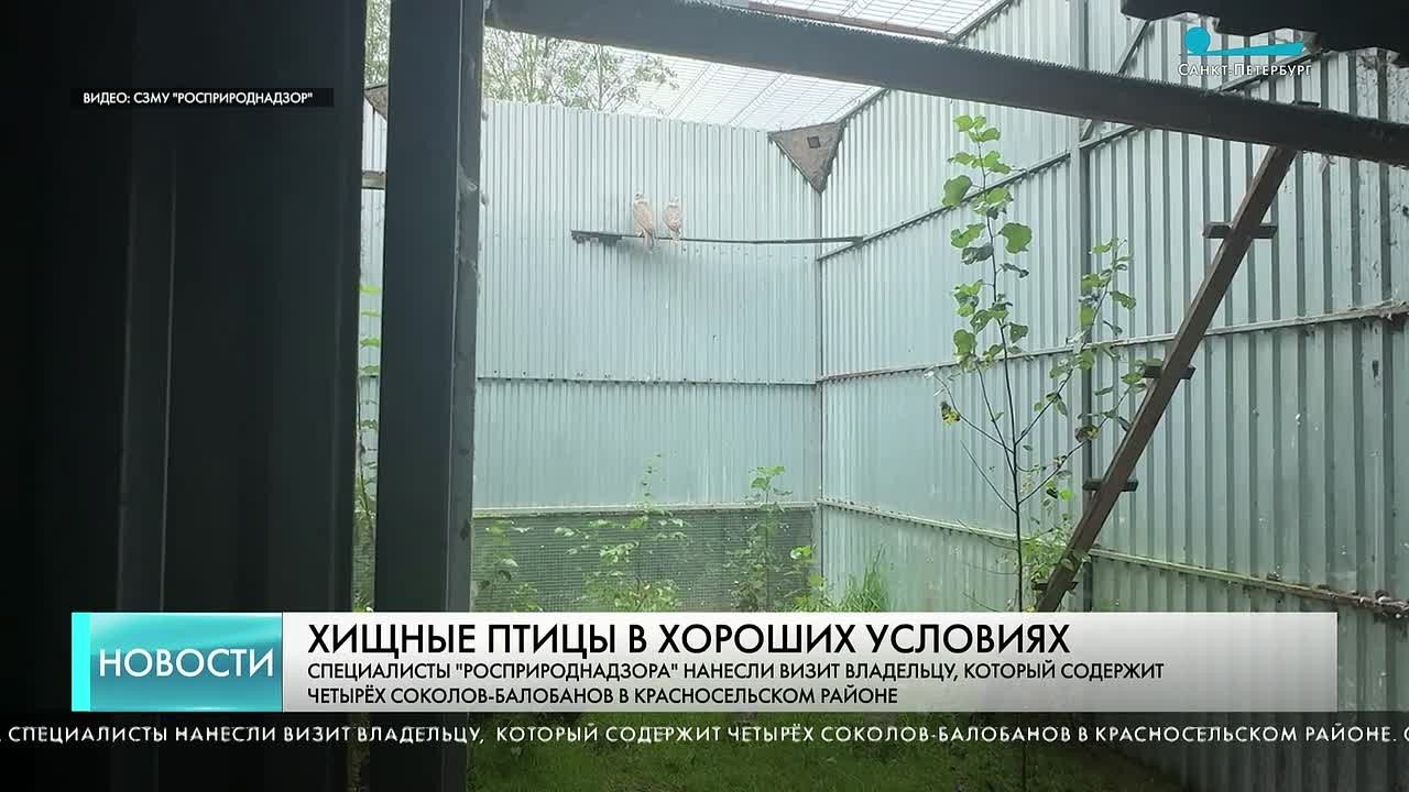 В Красносельском районе проверили условия содержания краснокнижных соколов-балобанов
